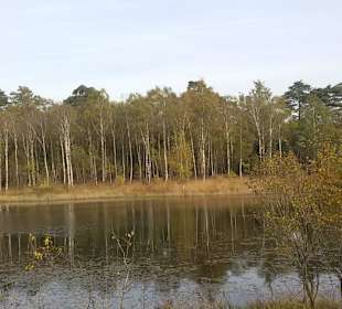 Viele Vögel im Schutzbereich