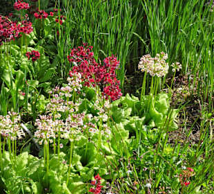 Spaziergang durch den Berggarten Hannover