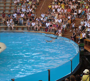 Hier geginnt die Robben Show