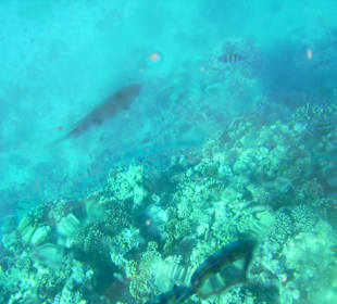 Unterwasserwelt 