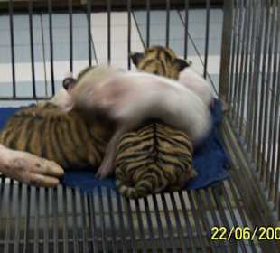 Schweine- und Tigerbabys