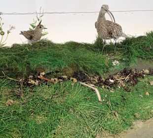 Tiere aus dem Nationalpark Wattenmeer