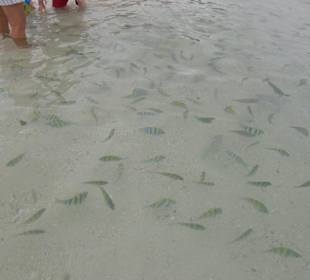 Fische,Fische,Fische