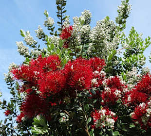 Blüten im Parque da Cicade