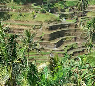 Blick auf die Terrassen