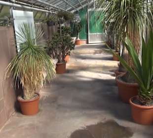 Gewächshaus für Wüstenpflanzen - Berggarten