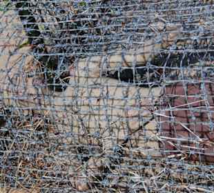 Das Kokosnuss Gefängnis