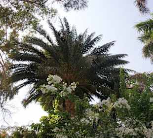 Botanischer Garten auf der Kitchener Insel 