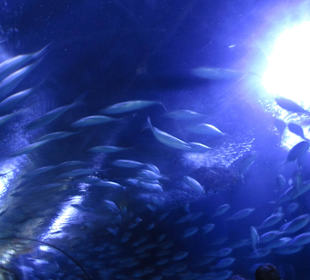 Aquarium / Oceanongrafic