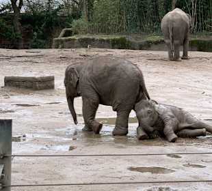 Nachwuchs bei den Elefanten