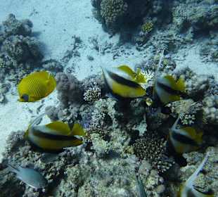 Und viele bunte Fische...