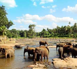 Elefantenwaisenhaus Pinnawela