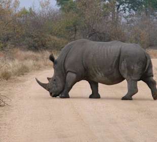 Auf Safari im Krüger Park...
