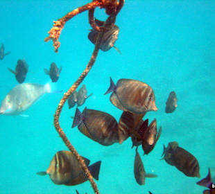 Das war oft unsere Eskorte am Seil entlang