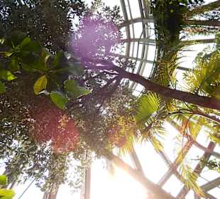 BOTANISCHER GARTEN