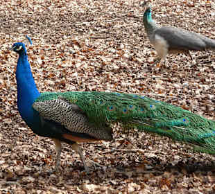 Hirschpark mit Pfauen im Gehege
