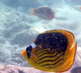 Plongée sous-marine