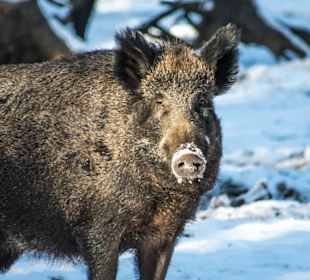 Wildschwein im Wildpark Müden