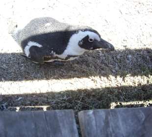 Stoney Point African Penguin Breeding Colony