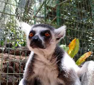 Mit Lemuren Aug im Aug