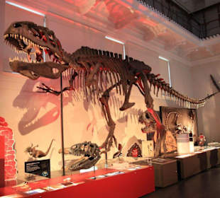 Naturgeschichtliche Abteilung