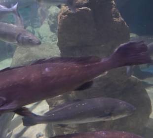 National Aquarium Malta