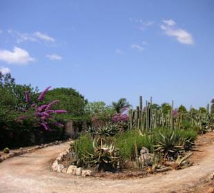 einheimische Pflanzen