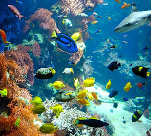 Haus der Natur Aquarium