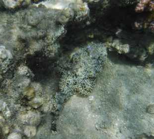 Steínfisch Nr.1. Hotel Prima Life Makadi Bay