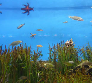 Seesterne und viele Fische