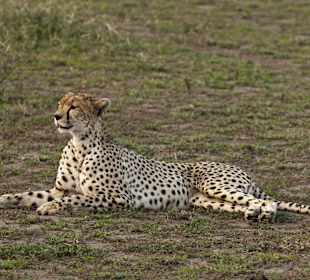Gepard
