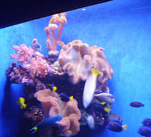 Palma Aquarium