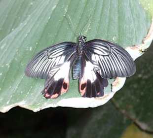 Schmetterlingsgarten im Schlosspark Sayn