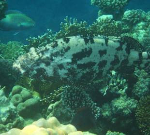 Stierkopf-Zackenbarsch in der Coraya Bucht