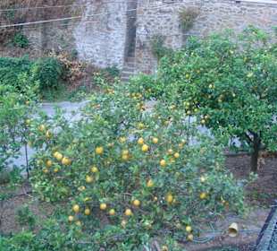 Zitronenbäume an der Cinque Terre