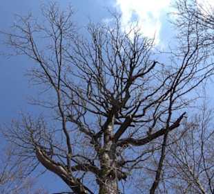 Geologischer Lehrpfad Kirnbachtal