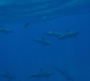 Am 01.07.2012 im Dolphinhouse 