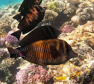 Schnorcheln Coraya Bay Marsa Alam