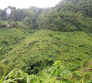 Plantage