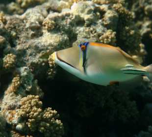 Rafa przy pomoście "Stella"