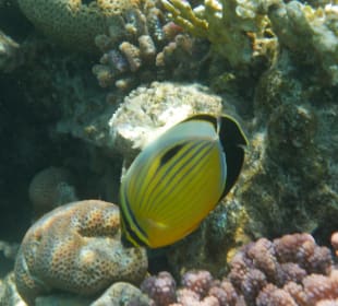 Schnorcheln Makadi Bay