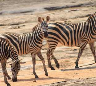 Zebras at the mdanda rock
