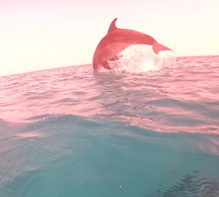Delfin