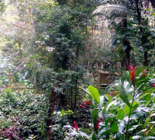 Regenwald im Park Mamelles