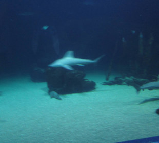 Aquarium / Oceanongrafic