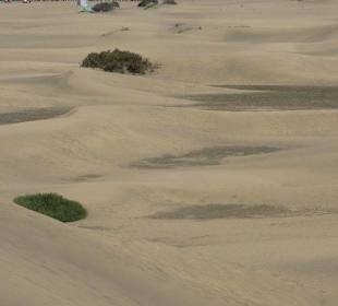 Dünenlandschaft