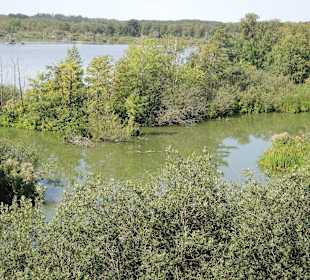 Impression vom Aussichtsturm Moorochse