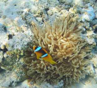 Anemonenfisch
