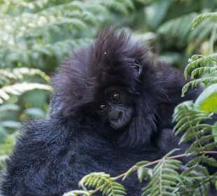 Vulkan Nationalpark