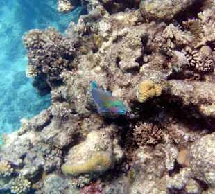 Papageienfisch 